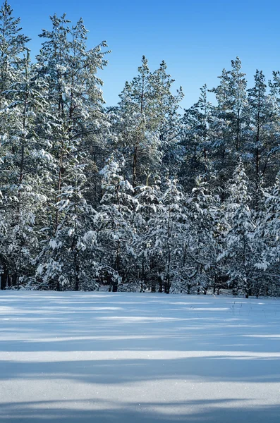 Snötäckt pinjeskogen — Stockfoto