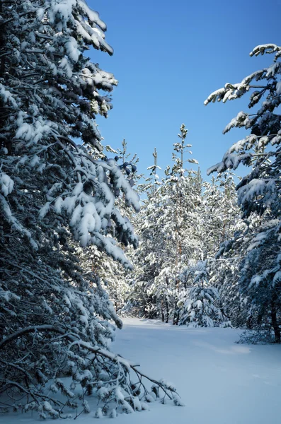 Schneebedeckter Kiefernwald — Stockfoto