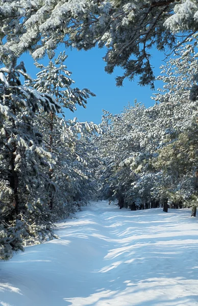 Schneebedeckter Kiefernwald — Stockfoto