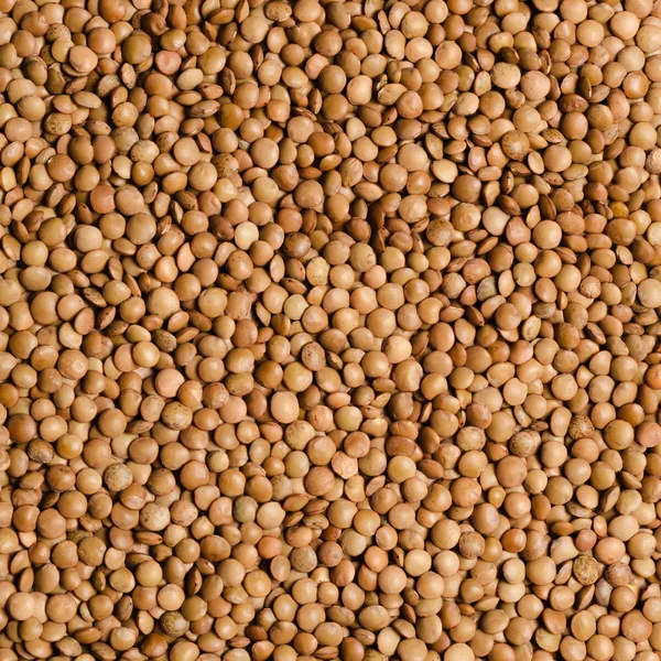 Mercimek taneleri kare doku