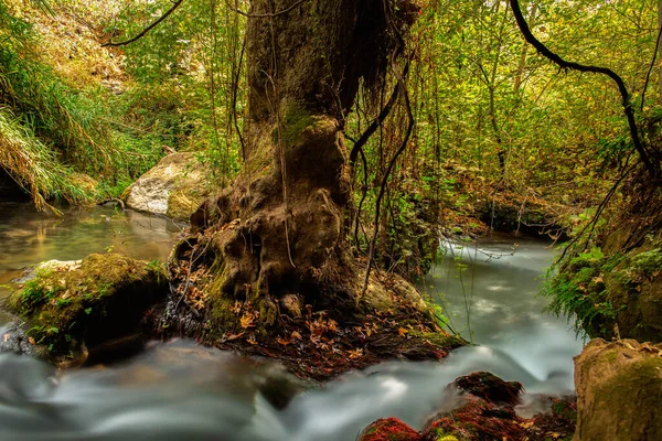 Hermon Stream Banias Rivier Achtergrond Stockfoto