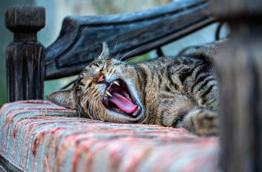 Gri kedi, sandalyede oturmuş, esniyor.