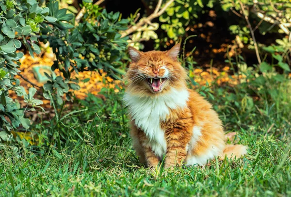 Orange Tabby Cat Background — Stock Photo, Image