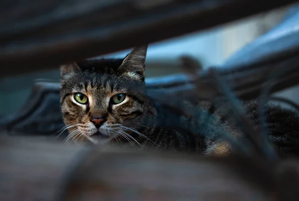 Gri kedi, sandalyede oturmuş, esniyor.