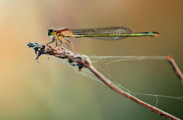 Cola Azul Común Damselfly Macro Background — Foto de Stock