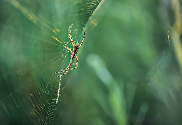 Araña Jardín Con Bandas Tela Araña — Foto de Stock