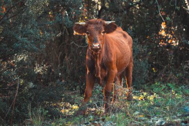 Esmer inek çimen yiyor.