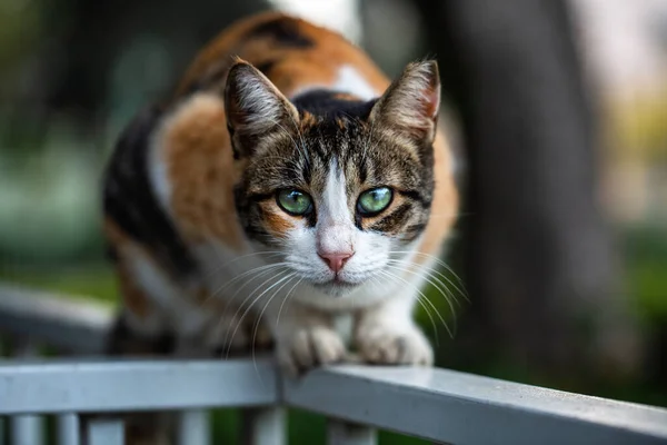 Dwaalde Kat Buiten Natuurportret Stockafbeelding