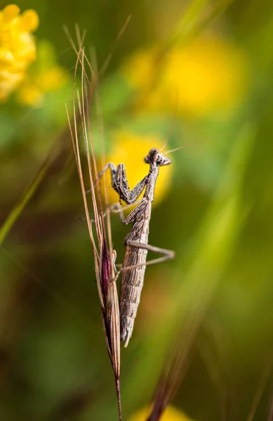 Praying Mantis Close Background — Foto de Stock