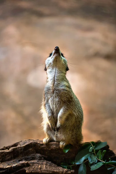 Suricate Looking Close Background — Stock Photo, Image