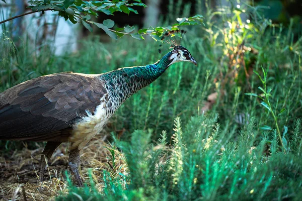 Peahen Grass Outdoors Background — Stok fotoğraf