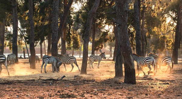 Herd Zebras Outdoors Background Rechtenvrije Stockafbeeldingen