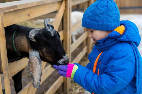 Little boy feeding goat — Stock Photo, Image