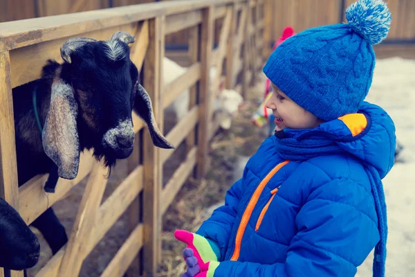 Little boy feeding goat — Stock Photo, Image