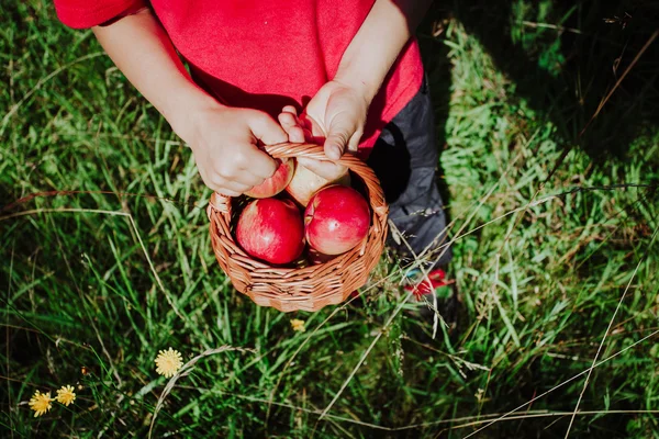 Anak kecil memetik apel di alam — Stok Foto
