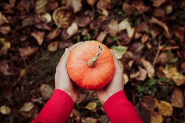 Kabak sonbahar yaprakları üzerinde tutan el