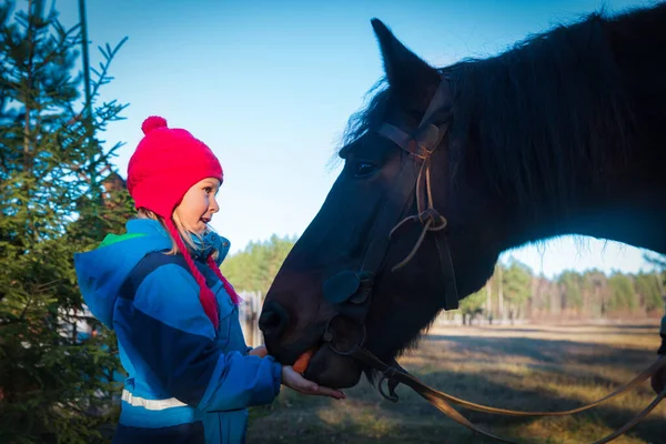 Linda chica alimentación caballo grande en la naturaleza — Foto de Stock