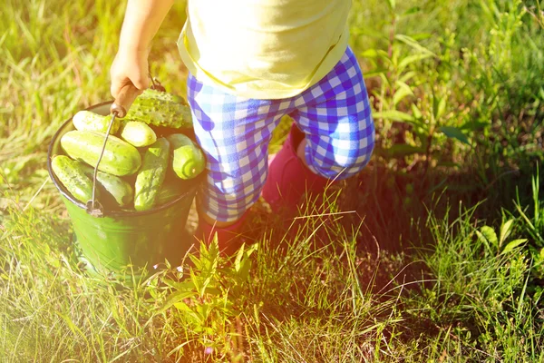 정원에서 오이 수확 하는 어린 소녀 — 스톡 사진