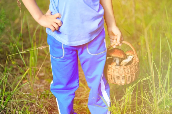 Anak kecil memetik jamur di hutan hijau — Stok Foto