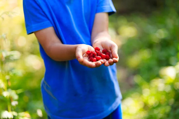 Anak memegang raspberry dipetik di kebun — Stok Foto