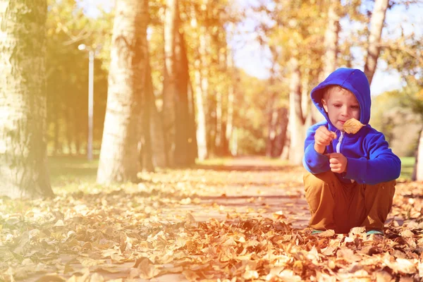 Niño mirando las hojas en otoño — Foto de Stock
