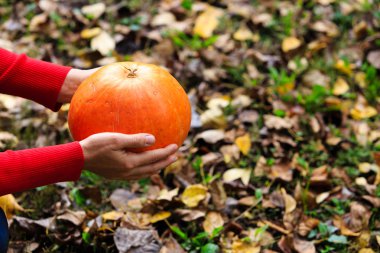Kabak güz yaprakları üzerinde tutan el