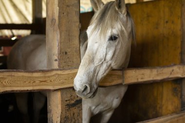 Beyaz bir atın kafası çitin arkasından dışarı bakıyor..