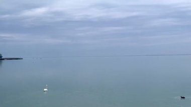 Beyaz kuğu sisli gölde yüzüyor ördekler sakin doğa sahnesi, sakin su arka planı. Yüksek kalite 4k görüntü