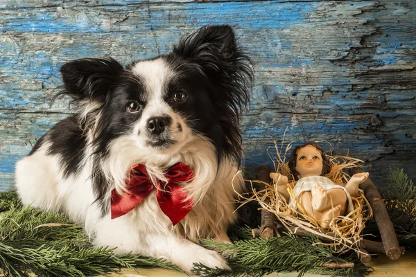 クリスマス イエスと犬 — ストック写真