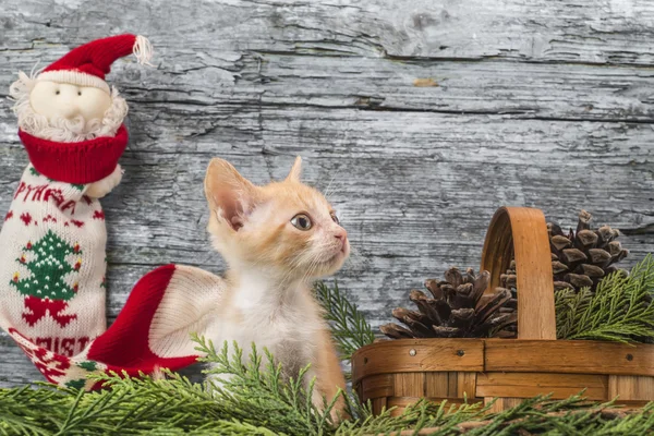 Chaton dans la décoration de Noël — Photo