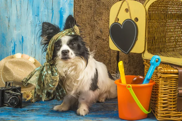 Letní dovolené funny pes — Stock fotografie