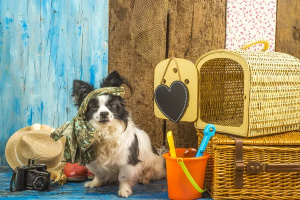 Cão pequeno vai de férias — Fotografia de Stock