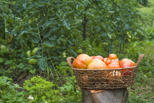 Freshly picked red tomatoes — Stock Photo, Image
