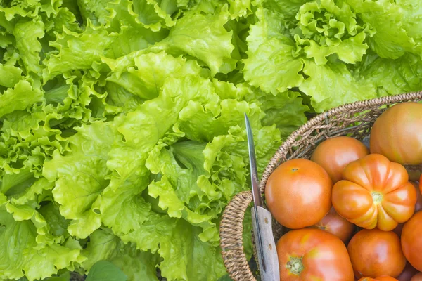 Tomaten en sla organische — Stockfoto