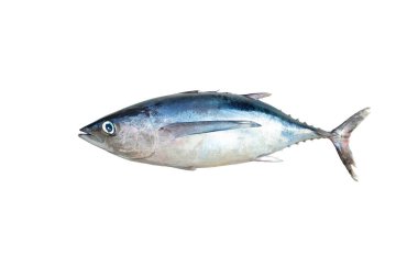 Çiğ balık, Kuzey albacore (Thunnus alalalunga) beyaz arka planda izole edilmiş Cantabrian Denizi