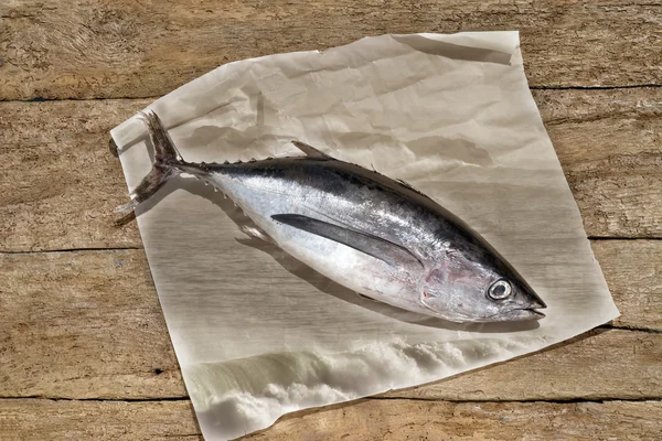 Albacore on rustic wooden — Stock Photo, Image