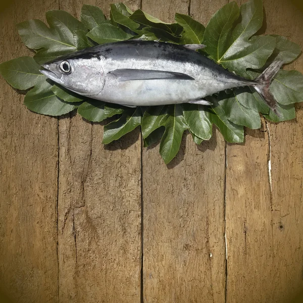 Albacore sur fond en bois — Photo