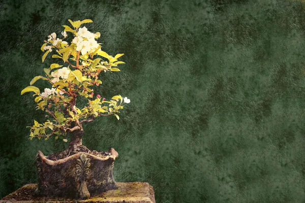 Bonsai pozadí — Stock fotografie