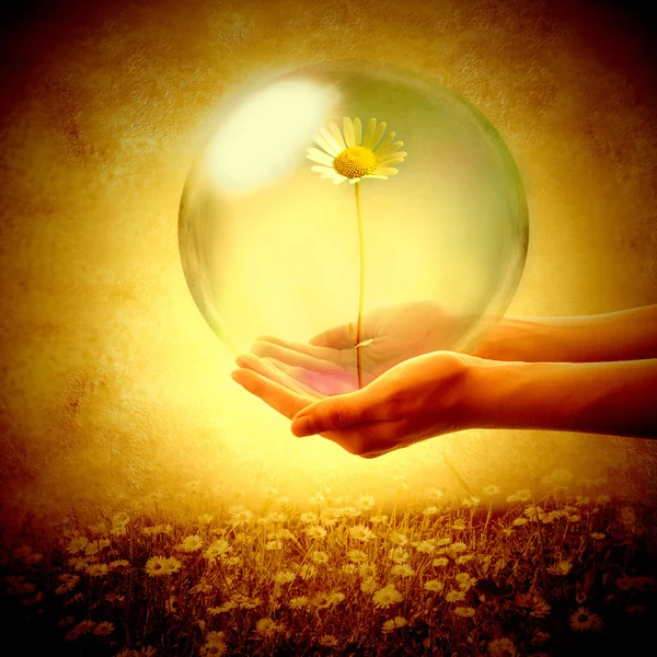Het aanbieden van een daisy in een zeepbel, liefde — Stockfoto