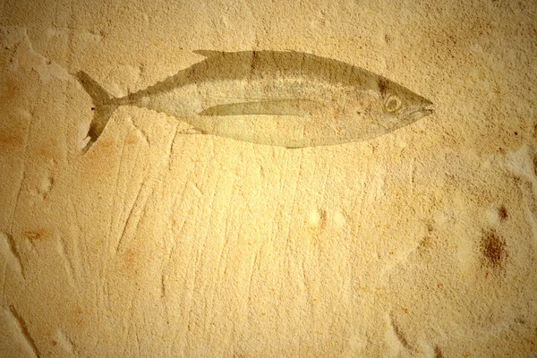 Ton balığı eski arka plan — Stok fotoğraf