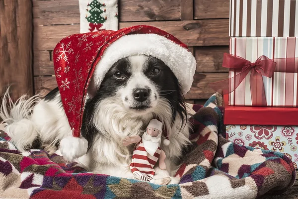 Weihnachtsgrußkarten für Hunde — Stockfoto