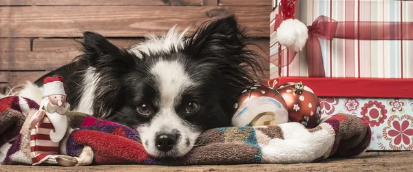 Perros Plantillas de felicitación navideñas —  Fotos de Stock