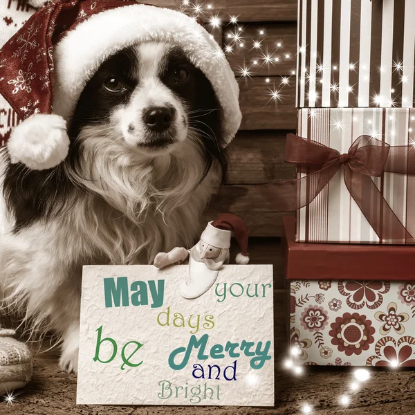 Pets  Christmas wishes cards — Stock Photo, Image