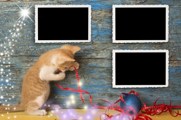 Weihnachten leere Fotorahmen lustige Katze — Stockfoto