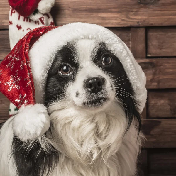 クリスマス サンタ犬 — ストック写真