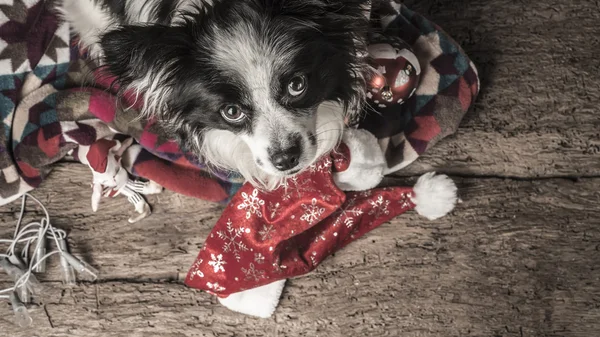 犬のクリスマスのポストカード — ストック写真