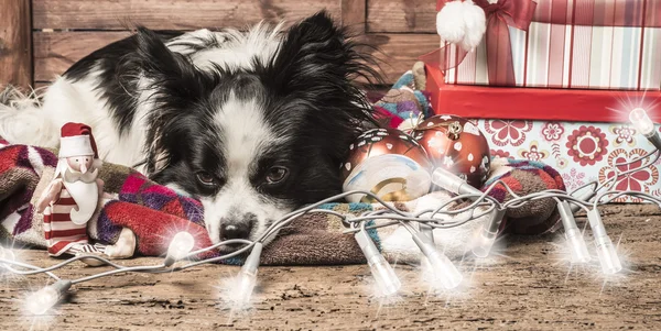 犬、クリスマスのポストカード — ストック写真