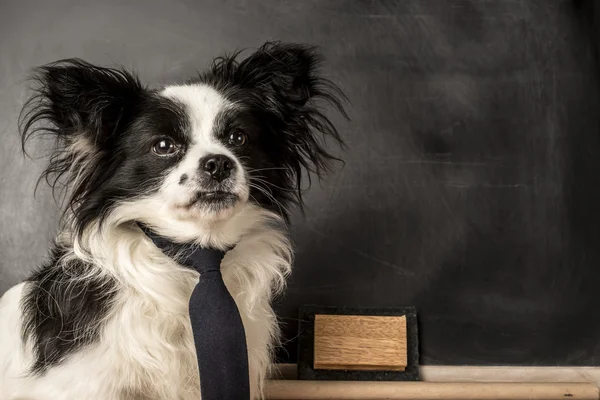Pes jako učitelka — Stock fotografie