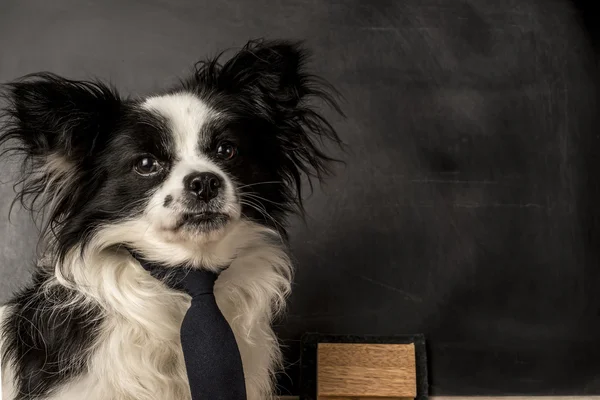 Cão como professor de escola — Fotografia de Stock