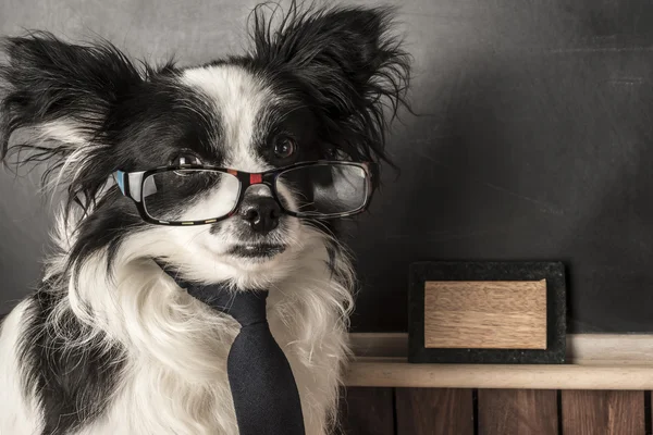 Собака как школьный учитель в очках и галстуке — стоковое фото